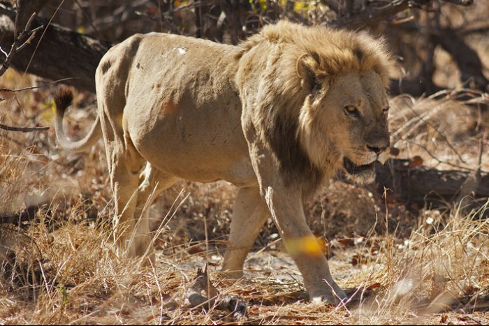 Delta del Okavango - Parque Nacional de Moremi  - Botswana - León