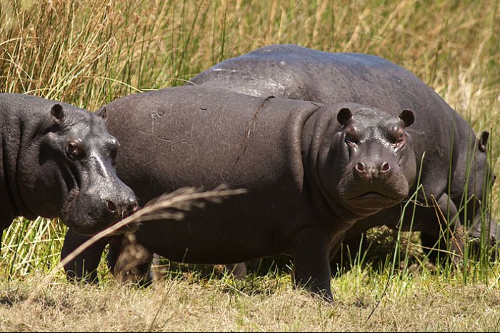 Delta del Okavango - Parque Nacional de Moremi  - Botswana - Hipopótamos