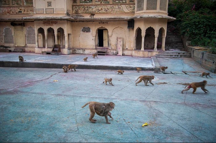 INDIA - Rajasthan - JAIPUR - Shri Galta - Monkey Temple