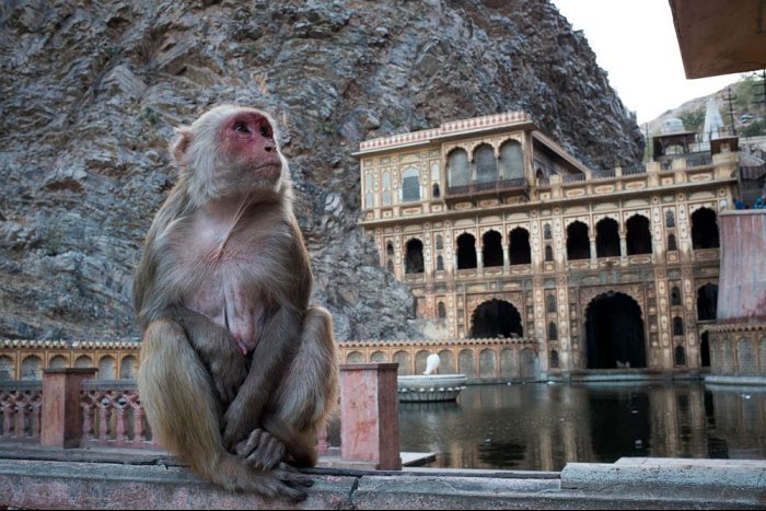 INDIA - Rajasthan - JAIPUR - Shri Galta - Monkey Temple